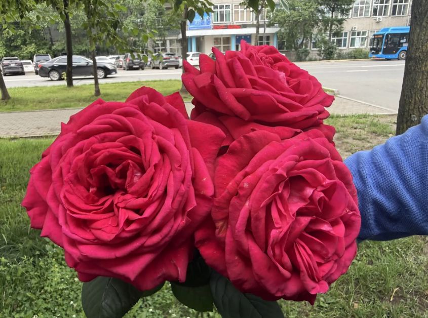 Уловки рекламы